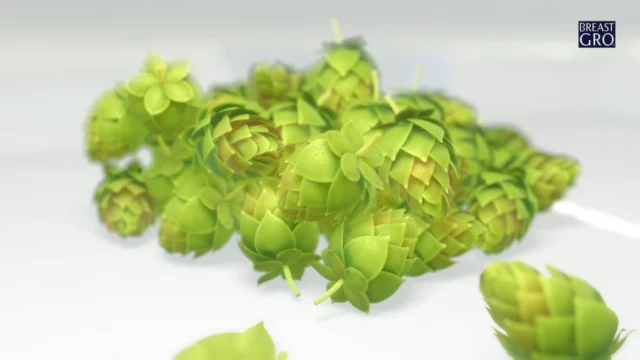 BreastGro – Active hops door Animatiebrouwerij
